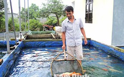 Làm giàu ở nông thôn: Cả làng ăn nên làm ra là nhờ cá cảnh