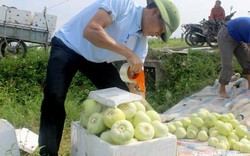 Dưa lê đầu mùa hút hàng vèo vèo vì ăn vào đẹp da, lại giảm cân