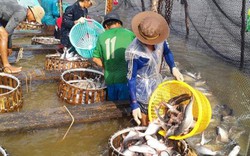 Giá cá tra tăng như "lên đồng", tư thương Trung Quốc vào tận ao mua