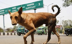 Chó hoang “nổi loạn”, giết 6 trẻ em Ấn Độ