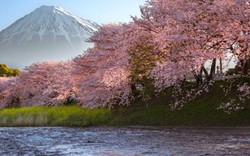 Loạt ảnh hoa anh đào đẹp như tiên cảnh khiến du khách muốn đến Nhật Bản ngay lập tức