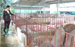 Hà Nội phấn đấu 50% sản phẩm chăn nuôi sản xuất theo chuỗi