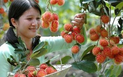 Trái cây Việt chiếm lĩnh thị trường khó tính: Giấc mơ không còn xa