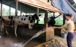 Xử lý chất thải trong chăn nuôi: Cách làm của Củ Chi
