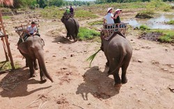 Về Bản Đôn trải nghiệm cưỡi voi thong dong ngắm buôn làng