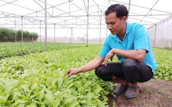 Chuyện lạ: Kỹ sư bỏ lương 20 triệu về khai hoang 5ha trồng rau sạch