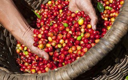 Giá nông sản hôm nay 9/5: Giá cà phê sụt giảm mạnh, giá tiêu giảm nhẹ