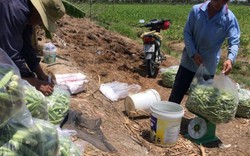 Vĩnh Long: Cái mới ở vùng nông thôn mới Bình Minh