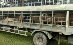 Sốc: Bắt vụ mua 1,3 tấn lợn nhập lậu Trung Quốc về giết mổ kiếm lời