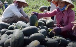 Quảng Nam: Xót xa gần 2.000 tấn dưa hấu giá 1.000 đồng không ai mua