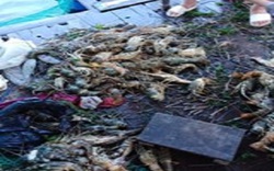 Khánh Hòa: Tôm hùm chết hàng loạt, dân vội bán tháo giá 300.000đ/kg
