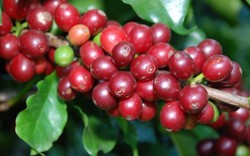 Giá nông sản hôm nay 11/5: Cà phê giảm tiếp 100 đồng, giá tiêu đứng yên bất chấp dự báo nhu cầu tăng