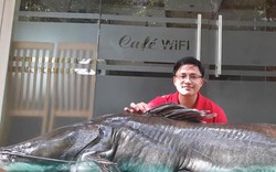 Hà Nội: Xuất hiện cá lăng dài 2 mét, nặng 100kg