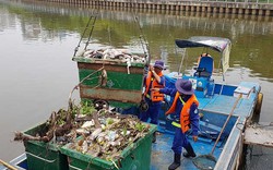 Cá ở kênh Nhiêu Lộc - Thị Nghè: Bao giờ mới thôi "đến hẹn lại... chết"?