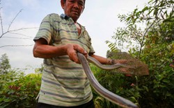 Cao thủ ngao du khắp Sài Gòn để săn rắn, bắt chuột gần 20 năm