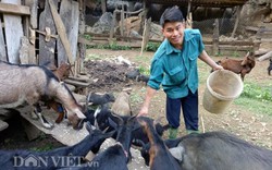 3 trong 1: Bí quyết nuôi dê cho lãi lớn của anh nông dân người Thái