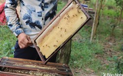 Nông dân Quỳnh Lưu bội thu mùa mật ong nhờ di cư theo mùa hoa