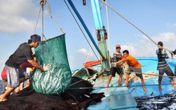 Sáng mai 15.5, EU sang Việt Nam kiểm tra việc khắc phục “thẻ vàng”