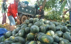 Kêu gọi "giải cứu" dưa hấu ở Quảng Nam: "Hết bay" hơn 1.000 tấn dưa