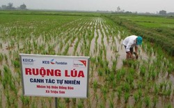 Trồng lúa, nuôi gà: "Ăn to" nhờ phân bón và thức ăn thảo mộc