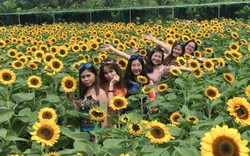 'Phát cuồng' với cánh đồng hoa đẹp như cõi mơ ở Tiền Giang