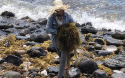 Kiếm tiền triệu mỗi ngày nhờ cắt hái rong mơ biển ở Quảng Ngãi