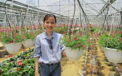 Làm giàu ở nông thôn: Trồng hoa dạ yến thảo, lãi 1 triệu/ngày