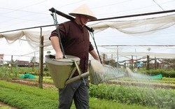 Làng rau Trà Quế - nông dân vừa trồng rau vừa làm du lịch