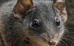 Cận cảnh loài chuột được Australia bảo vệ vì... "ân ái" quá nhiều