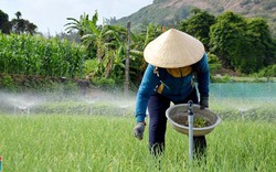 "Vương quốc" tỏi và nỗi lo thiếu nước sản xuất