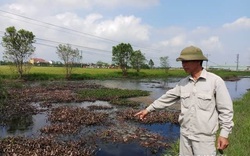 Hải Dương:Cụm công nghiệp bức tử 25 mẫu ruộng, ô nhiễm trầm trọng