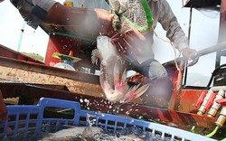 "Thủy quái" nước ngọt hàng chục kg "kéo nhau" về chợ cá Tây Bắc