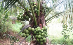 Trồng dừa "lạ" cây 1m đã có quả, bán cả trái và giống thu tỷ bạc
