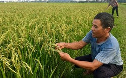 Choáng: Chỉ trồng lúa chất lượng cao, 1 huyện thu về gần 100 tỷ