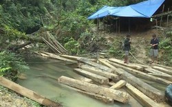 Cảnh cáo Phó Chủ tịch huyện vì để xảy ra vụ phá rừng nghiêm trọng