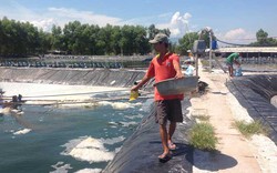 Nắng nóng gay gắt, nông dân Thừa Thiên-Huế lo cứu ao nuôi thủy sản