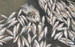 Vụ cá chết trắng sông Bàu Giang: Thủ phạm vẫn trong vòng bí ẩn?