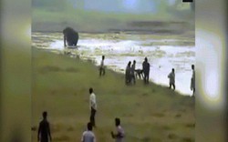 Ấn Độ: Nhảy xuống tắm cùng đàn voi, bị truy đuổi rồi giẫm chết