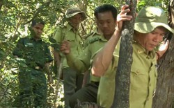 Ngày Kiểm lâm Việt Nam: Những người canh giữ rừng vàng