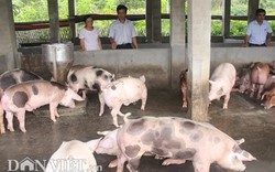 Giá heo hơi hôm nay 21/5: Lợn hơi tăng giá từng ngày, 10 hộ nuôi 9 hộ "sạch" chuồng