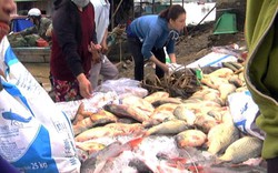 Đồng Nai: Hàng trăm tấn cá nuôi đột ngột "phơi bụng" trắng lồng bè
