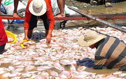 Dùng thuyền chở hàng trăm tấn cá chết trên sông La Ngà đem ủ phân