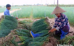 Hành hoa giảm giá từng ngày, nhà nông lại "vỡ mộng"