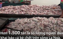 Clip: 80 hộ dân trắng tay khi 1.500 tấn cá chết trên sông La Ngà