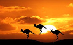 Té ngửa với những sự thật thú vị về xứ sở kangaroo