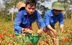 Đoàn viên, công an xuống đồng hái ớt giúp dân, cty chỉ mua 4 tạ ớt