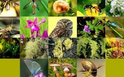Nhiều hoạt động hưởng ứng Ngày quốc tế đa dạng sinh học 22.5.2018