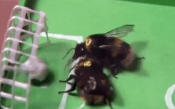 Cận cảnh tập huấn bóng đá của... loài ong