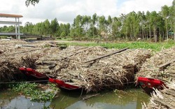 Phớt lờ chỉ đạo của tỉnh, nhà máy mía vẫn "nhuộm đen" sông Mù U