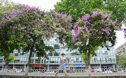 Nao lòng ngắm hoa bằng lăng 'nhuộm tím' khắp phố phường Hà Nội